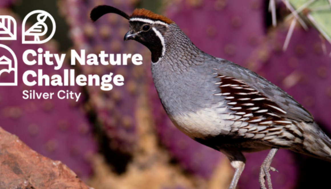 CNC iNat Project Header