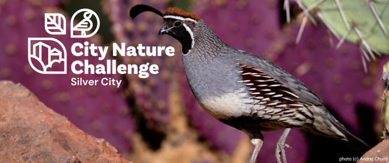 CNC iNat Project Header CNC 2025 Global Results Announced!